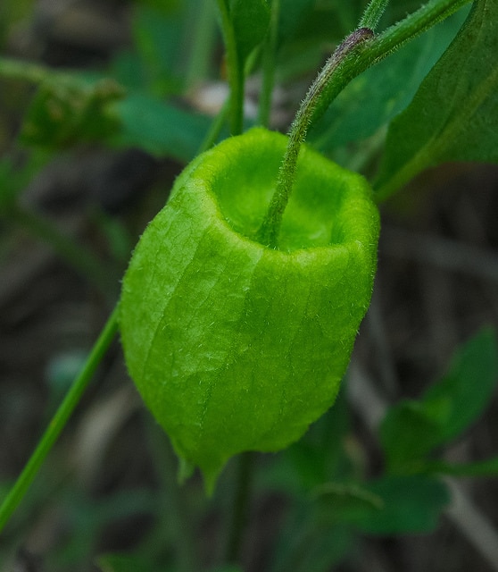 Physalis virginiana