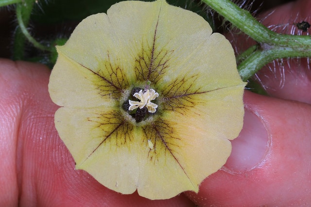 Physalis virginiana
