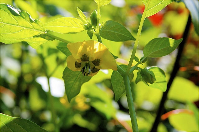 Physalis virginiana
