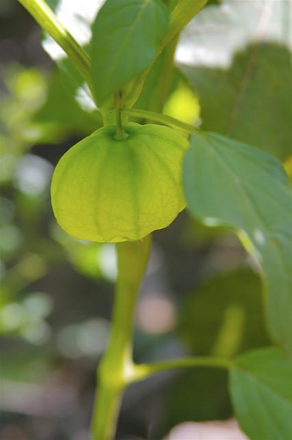 Physalis virginiana