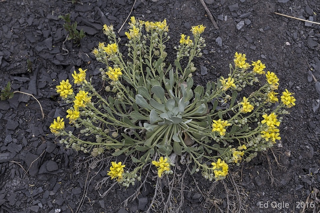 Physaria bellii (Physaria bellii)