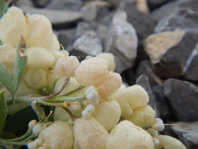 Physaria didymocarpa