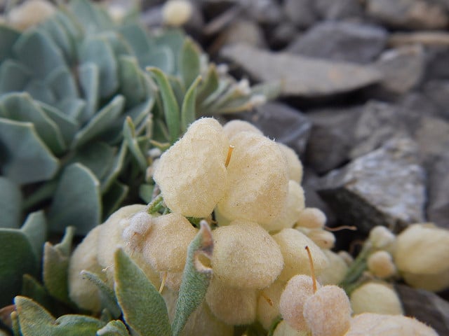 Physaria didymocarpa