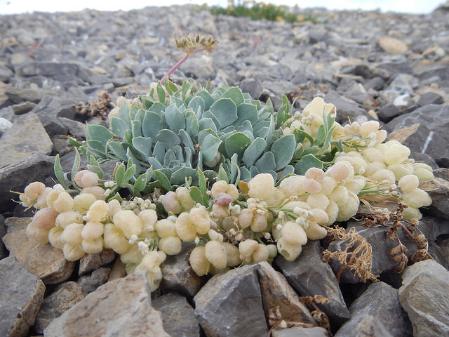 Physaria didymocarpa