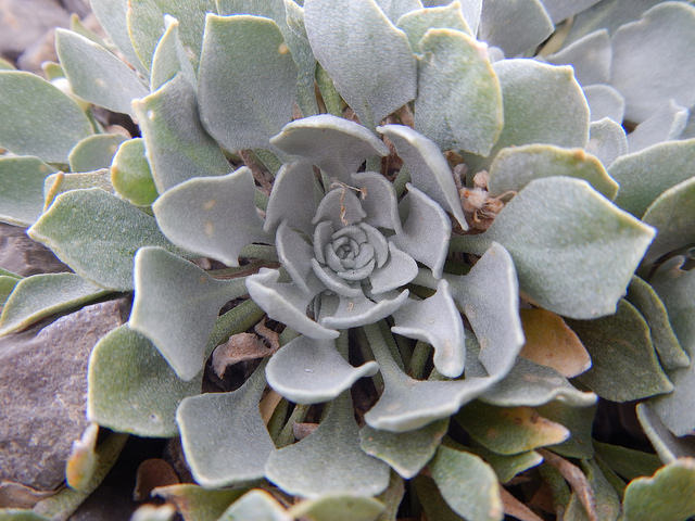 Physaria didymocarpa