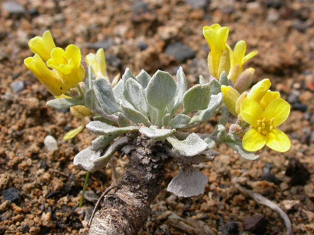 Physaria didymocarpa