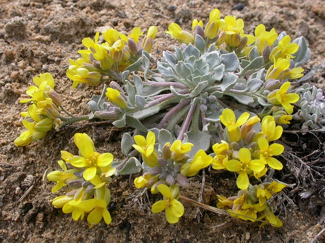 Physaria didymocarpa (Physaria didymocarpa)