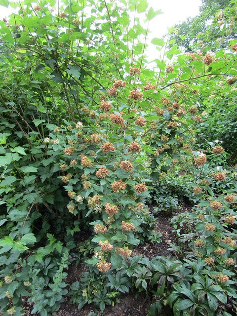 Physocarpus bracteatus