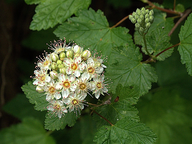 Physocarpus capitatus