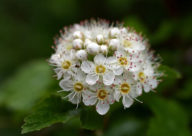 Physocarpus capitatus