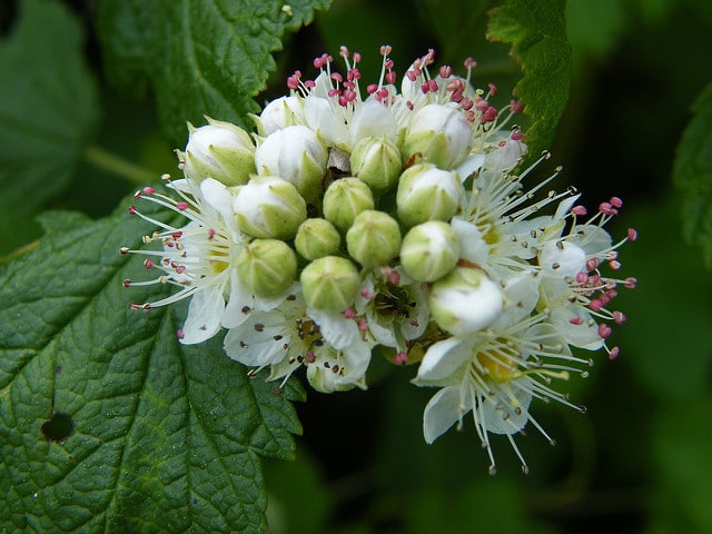 Physocarpus capitatus