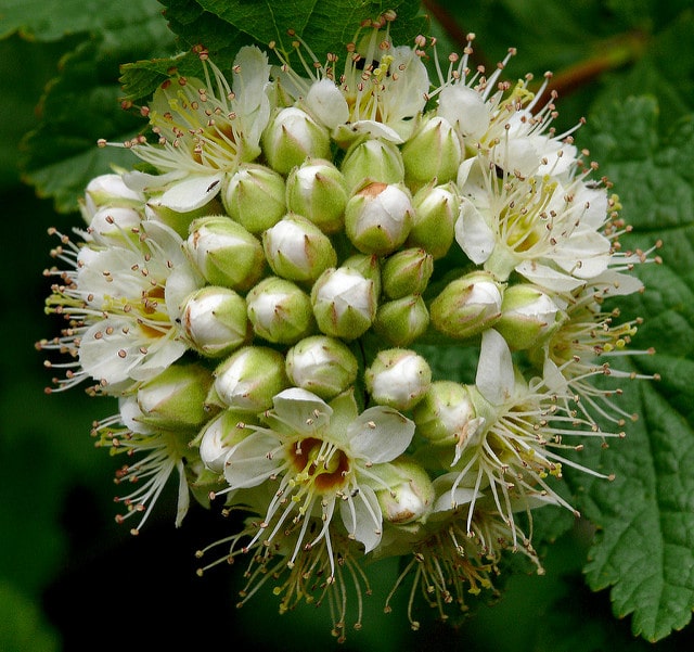 Physocarpus capitatus