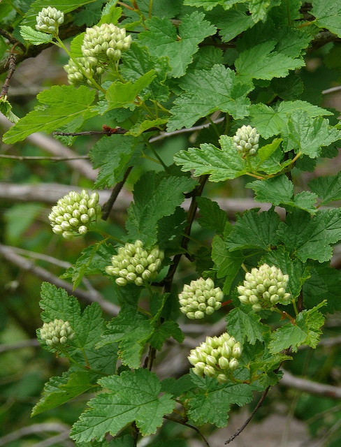 Physocarpus capitatus