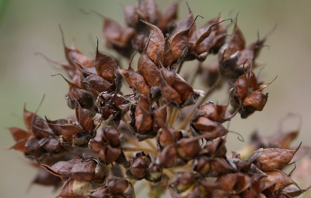 Physocarpus capitatus