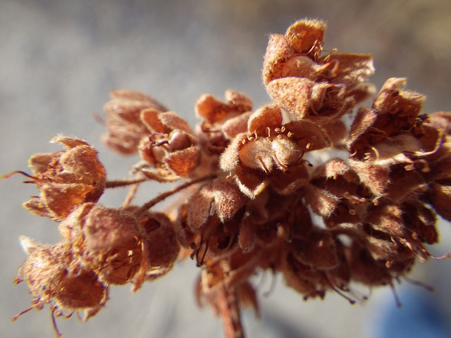 Physocarpus monogynus