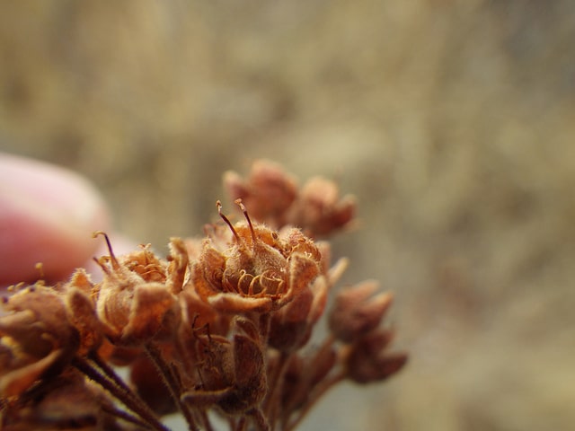 Physocarpus monogynus