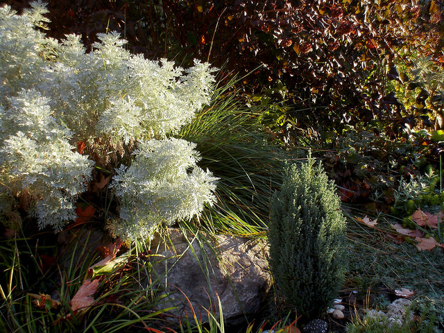 Physocarpus opulifolius