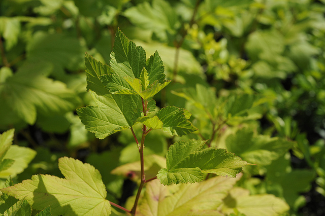Physocarpus opulifolius