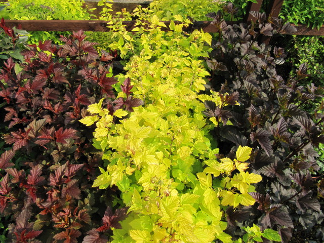 Physocarpus opulifolius