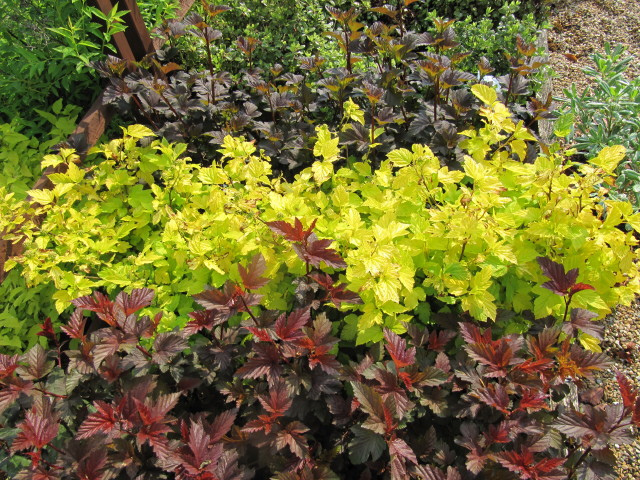 Physocarpus opulifolius