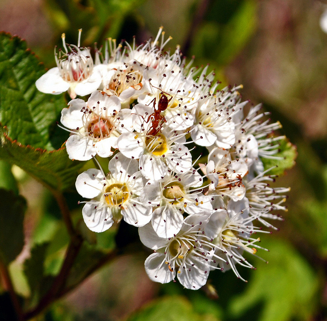 Physocarpus opulifolius