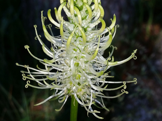 Raiponce en épi (Phyteuma spicatum)