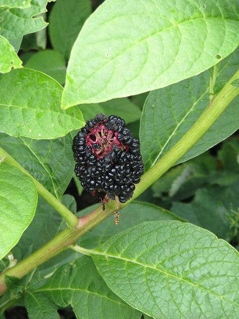Phytolacca acinosa