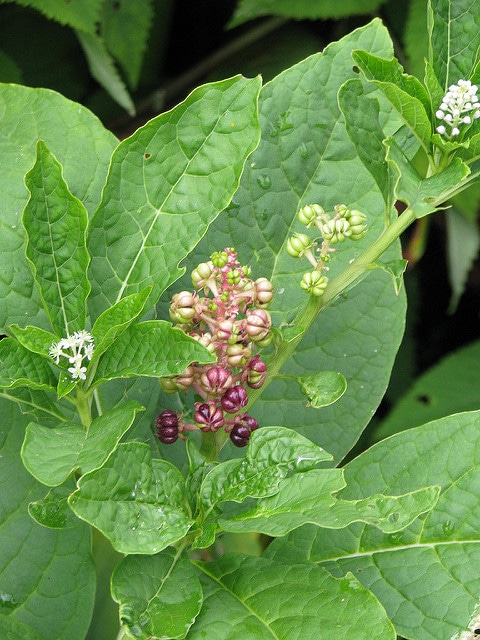 Phytolacca acinosa
