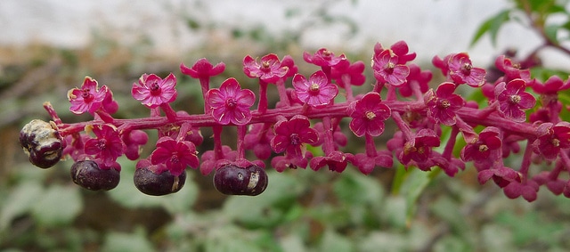 Phytolacca acinosa