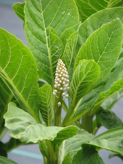 Phytolacca acinosa