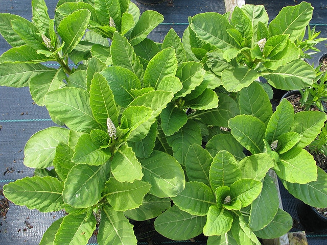 Phytolacca acinosa