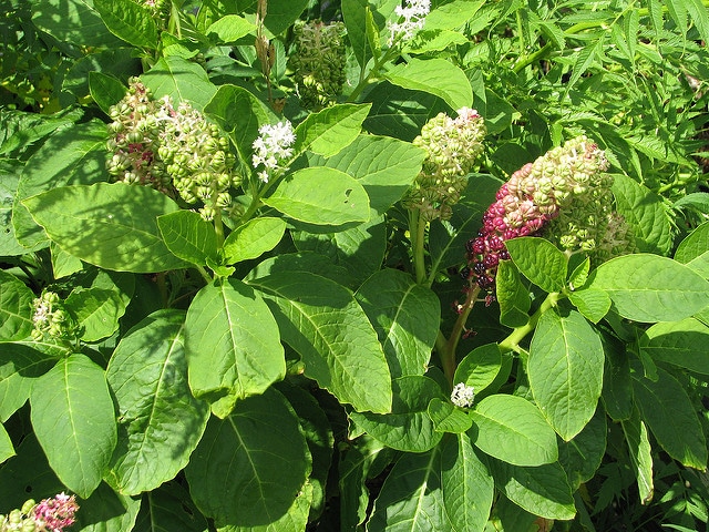 Phytolacca acinosa (Phytolacca acinosa)