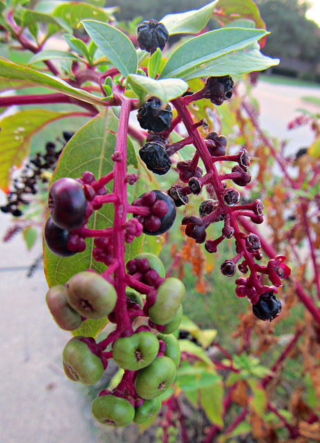 Phytolacca americana (Phytolacca americana)