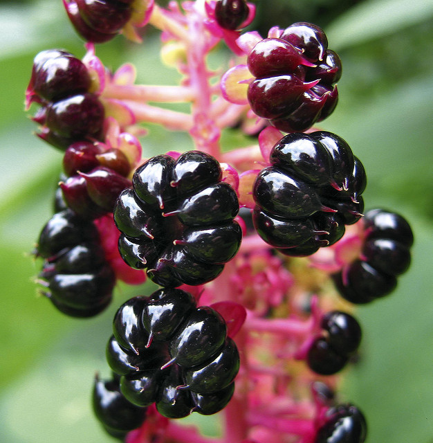 Phytolacca americana