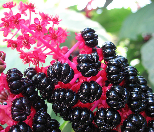 Phytolacca americana