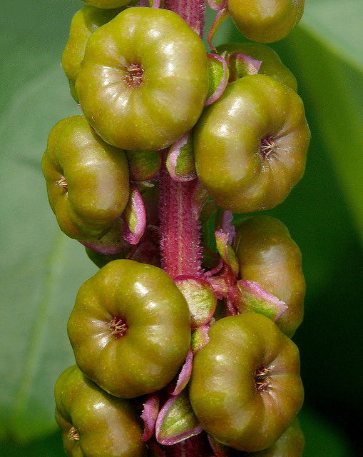 Phytolacca americana