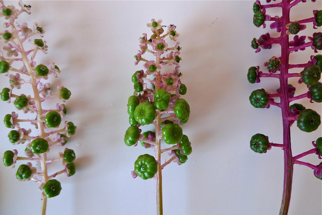 Phytolacca americana
