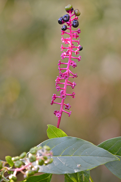 Phytolacca americana