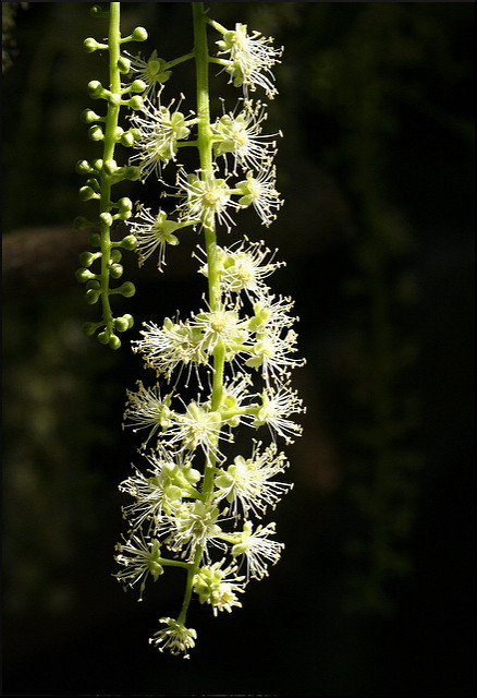 Belombra