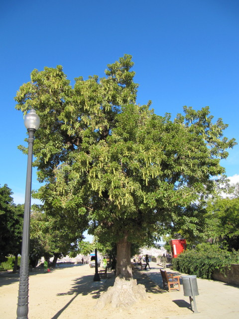 Belombra