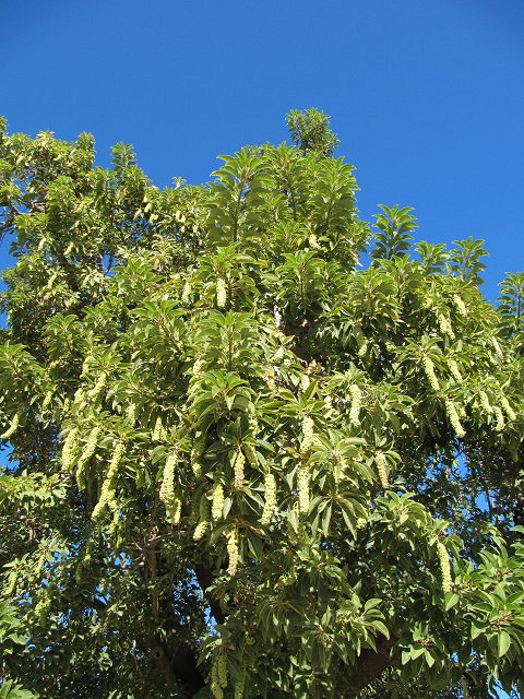 Belombra