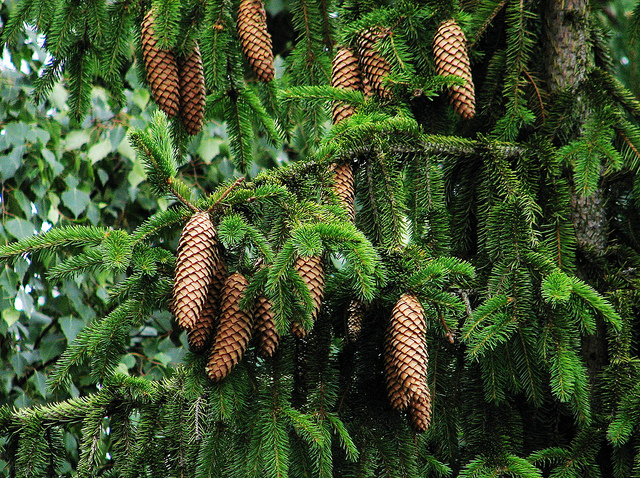 épicéa commun (Picea abies)