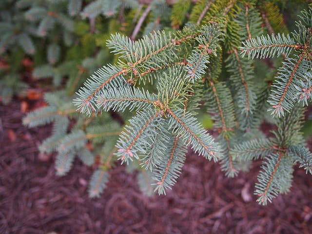 Épicéa de chine (Picea asperata)