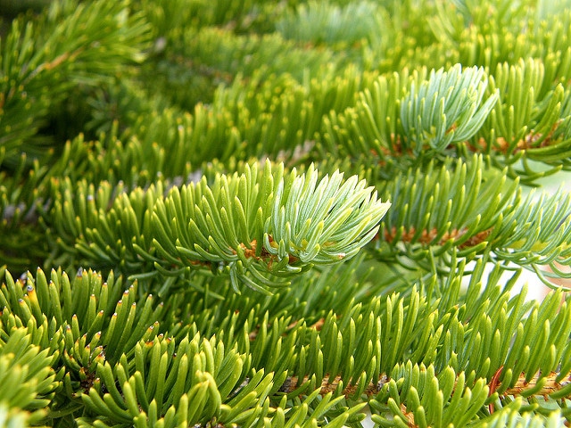 Picea engelmannii