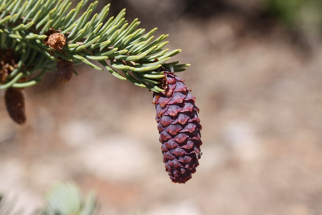 Picea engelmannii