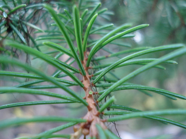 Picea engelmannii (Picea engelmannii)