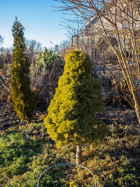 épinette blanche