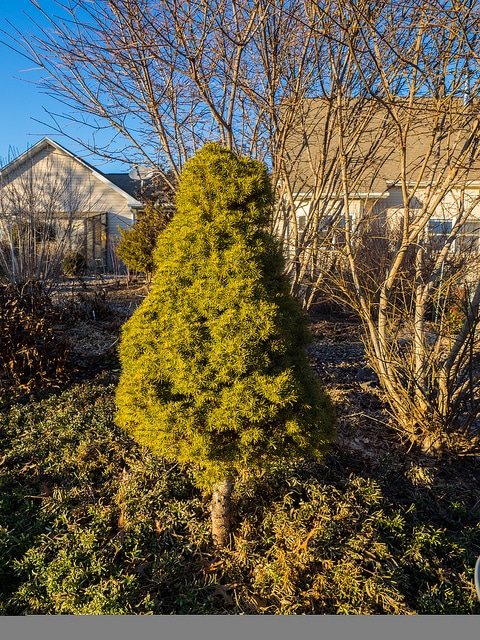 épinette blanche