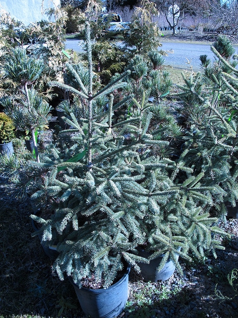 épinette blanche