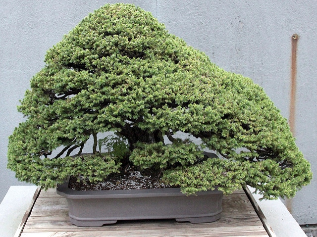 Épicéa de sakhaline (Picea glehnii)